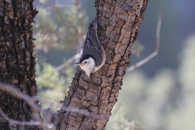 White-breasted Nuthatch_1408.JPG