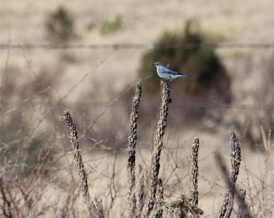 Mountain Bluebird_1414.JPG