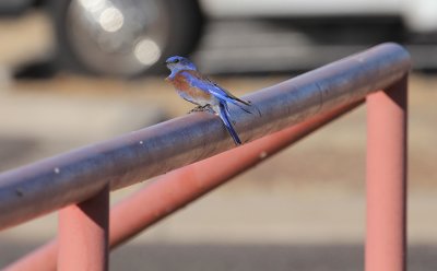 Western Bluebird_1434.JPG