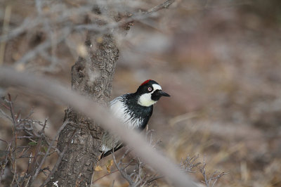 Acorn Woodpecker_1515.JPG
