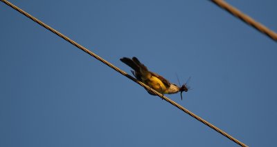 Tropical Kingbird_5634.JPG