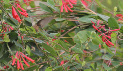 IMG_1741.JPG