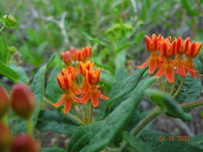 Asclepias tuberosa_DSC02542.JPG