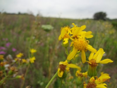 Texas Groundsel_DSC02577.JPG