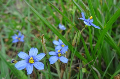 Blue-eyed Grass_DSC02584.JPG