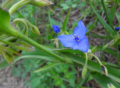 Spiderwort_DSC02593.JPG