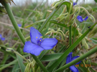 Spiderwort_DSC02594.JPG