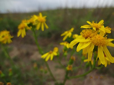 Texas Groundsel_DSC02597i.jpg