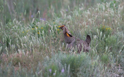 Attwater's Prairie Chicken_1755.JPG