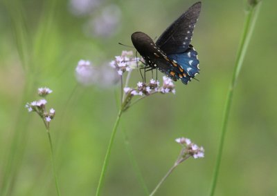 Pipevine Swallowtail_1794.JPG