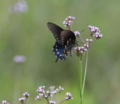 Pipevine Swallowtail_1799.JPG
