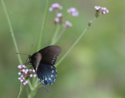 Pipevine Swallowtail_1803.JPG
