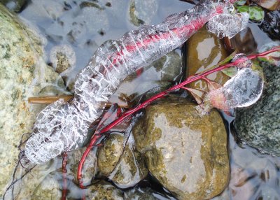 Red Twigs in Ice