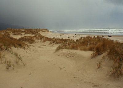 manzanita wintry dunes