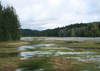 more water and forest