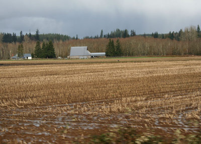 winter field