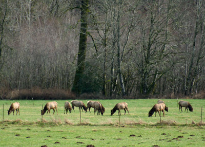 elk herd