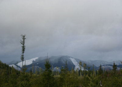 snow on clearcuts