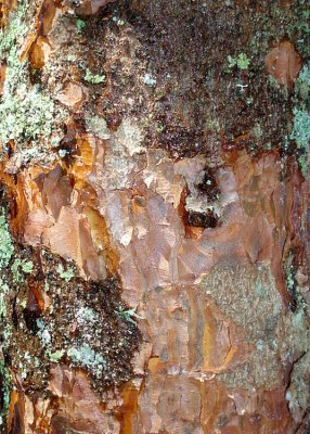 30 Pine with Lichen