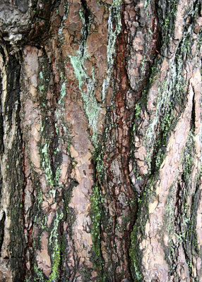 43 pine with lichen 2