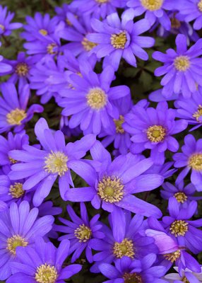 25 Spring Purples