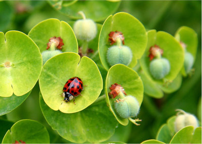 Ladybug on Euphorbia