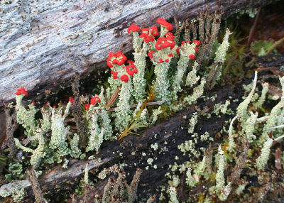 Lichen Flowers