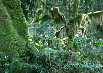 3 Rainforest Trillium