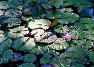 9 light on the lily pond