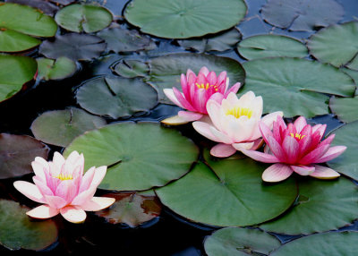 10 waterlilies 08