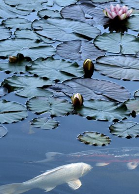 15 lily pond koi