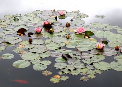 18 lily pond 05
