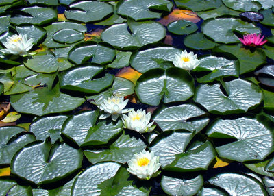 20 waterlily land