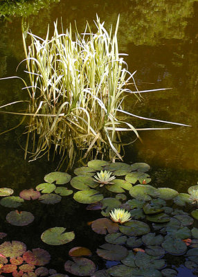 23 waterlilies, pond grass