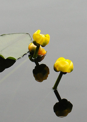 26 yellow pond lilies