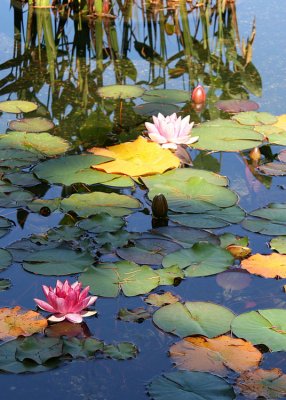 1 late summer lily pond