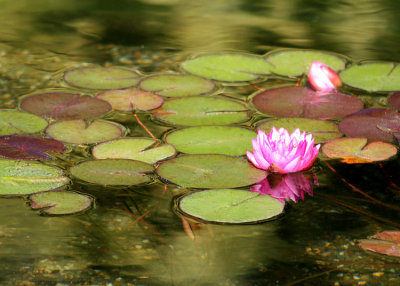 29 pink lily and bud