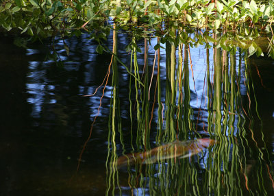 30 koi in reflection