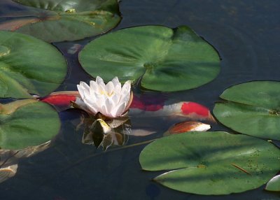 32 koi, white lily