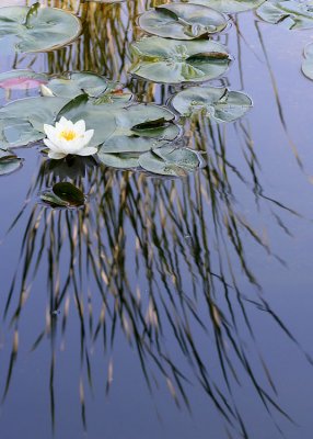 33 grass reflections, lily