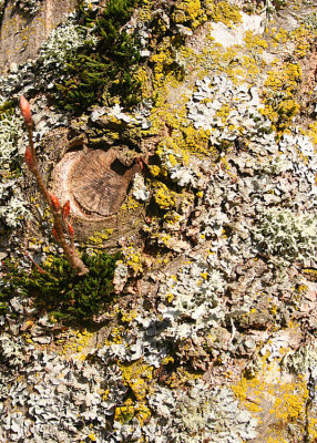 53 alder shoots, lichen, moss