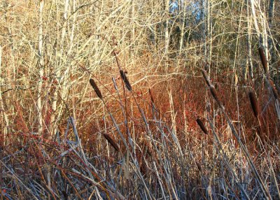 32cattails and rosehips