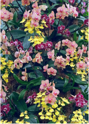 27 orchid extravaganza
