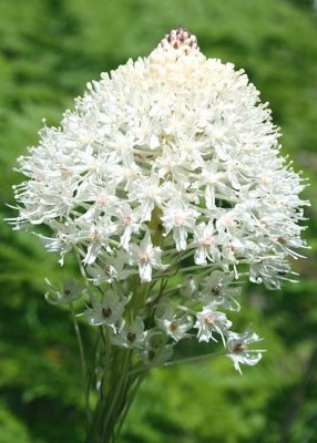 03 beargrass