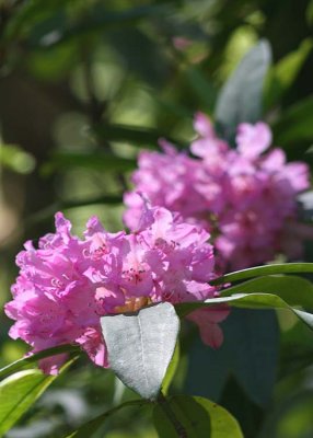 06 wild rhodies 2