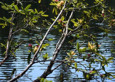 07 rhodies over water