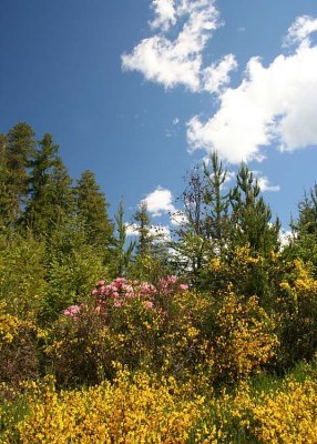 18 broom and rhodies