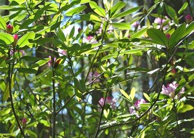 19 wild rhodies