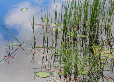 20 pond plants