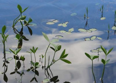 23 pond plants 2